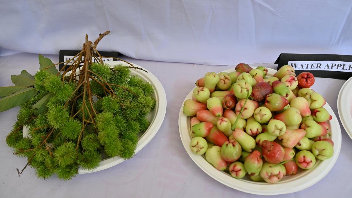 The trials and tribulations of apples and other imported fruits in the Nilgiris