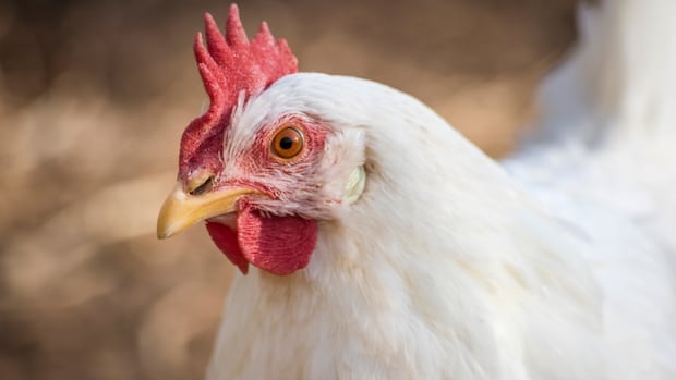 कनाडा जोखिम में उन लोगों के लिए H5N1 एवियन इन्फ्लूएंजा वैक्सीन की 500,000 खुराक खरीदता है कनाडा जोखिम में उन लोगों के लिए H5N1 एवियन इन्फ्लूएंजा वैक्सीन की 500,000 खुराक खरीदता है