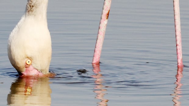 Make water twister to entice Flemingos and suck your prey: Learn about Make water twister to entice Flemingos and suck your prey: Learn about