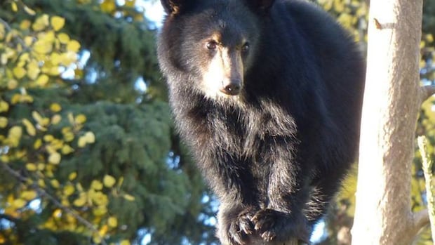 Researchers from Northern BC need to to find your assist and acquire the Pope of bears Researchers from Northern BC need to to find your assist and acquire the Pope of bears