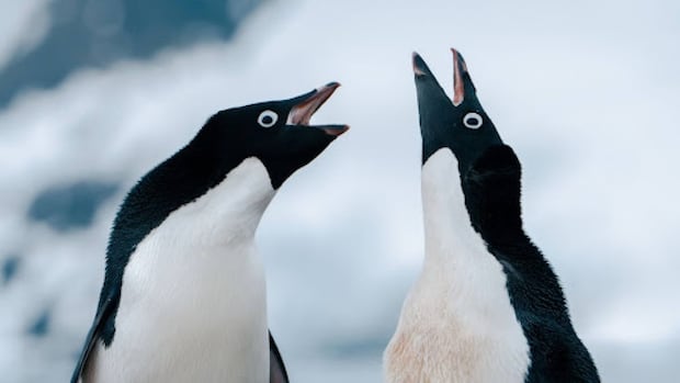 Record on Penguin’s homosexual habit in Antarctica used to be hidden for greater than 100 years Record on Penguin’s homosexual habit in Antarctica used to be hidden for greater than 100 years