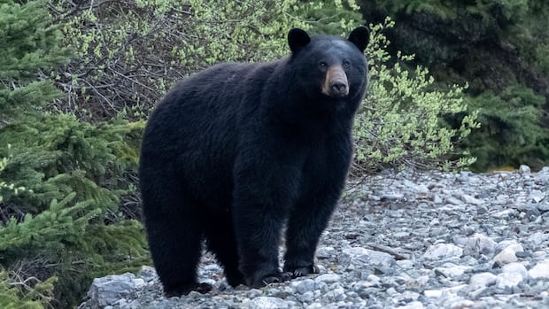 Bo Valley’s kids to stay bears clear of G7 to take berries Bo Valley’s kids to stay bears clear of G7 to take berries
