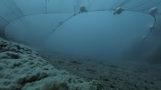 David is a view at once in Atonboro’s ocean documentary David is a view at once in Atonboro’s ocean documentary