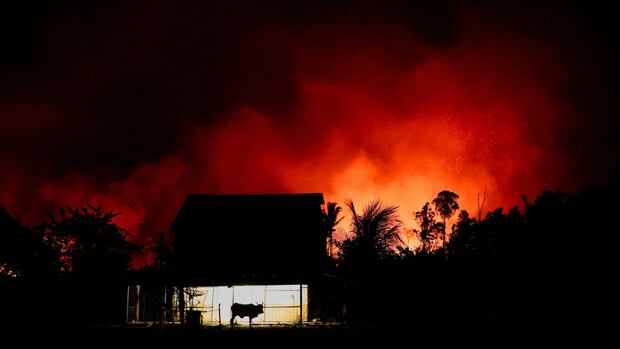 Amazon Power File-Shaeting International Wooded area Loss in 2024