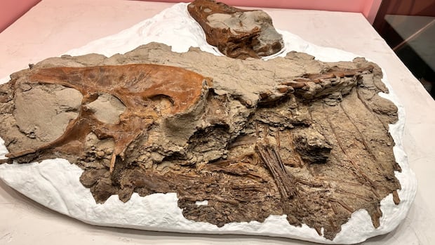 Royal Tierel marked with the seek for groundbreaking dinosaurs with fortieth anniversary Royal Tierel marked with the seek for groundbreaking dinosaurs with fortieth anniversary
