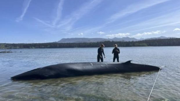 Uncommon whale washes on Vancouver Island, in BC’s attainable 1 to view the species Uncommon whale washes on Vancouver Island, in BC’s attainable 1 to view the species