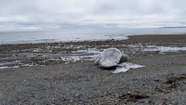In lower than per week, the second one useless grey whale, BC. In lower than per week, the second one useless grey whale, BC.