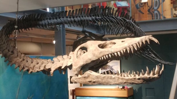 Vancouver Island Fossil Hunter Pragistic Naming of Pragistic Marine Rakshas Vancouver Island Fossil Hunter Pragistic Naming of Pragistic Marine Rakshas