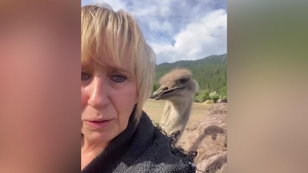 The protesters acquire as ostrich to be killed at the fears of chicken flu in BC Farm The protesters acquire as ostrich to be killed at the fears of chicken flu in BC Farm