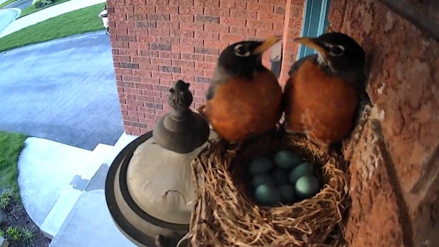 Loss of a nest searching sees the real tale of ‘Avian Sister Better halves’ on St. Thomas, Onts, Porch Loss of a nest searching sees the real tale of ‘Avian Sister Better halves’ on St. Thomas, Onts, Porch