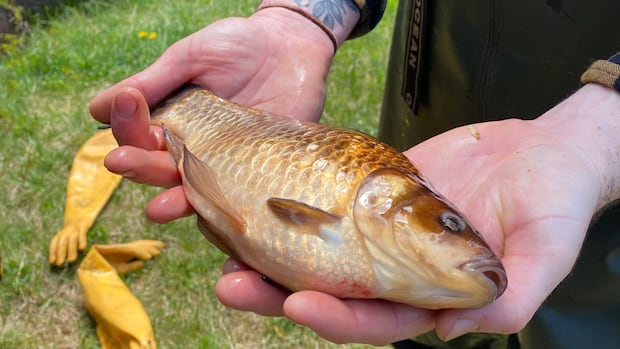 Forged-off pets to a pond havance: Pie Naturalist is operating with Goldfish Forged-off pets to a pond havance: Pie Naturalist is operating with Goldfish