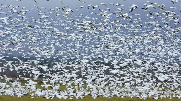 The take a look at confirms the avian flu after masses of lifeless giz discovered close to Lipton, Sansk. The take a look at confirms the avian flu after masses of lifeless giz discovered close to Lipton, Sansk.