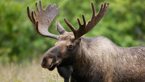 Researchers find a reaction to a decline in mousse inhabitants in Northwestern Ontario Researchers find a reaction to a decline in mousse inhabitants in Northwestern Ontario