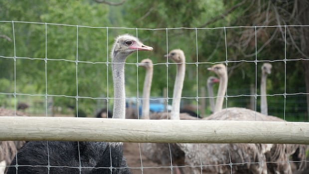 The president of the union raised safety issues for his CFIA individuals, who’re running with BC ostrich