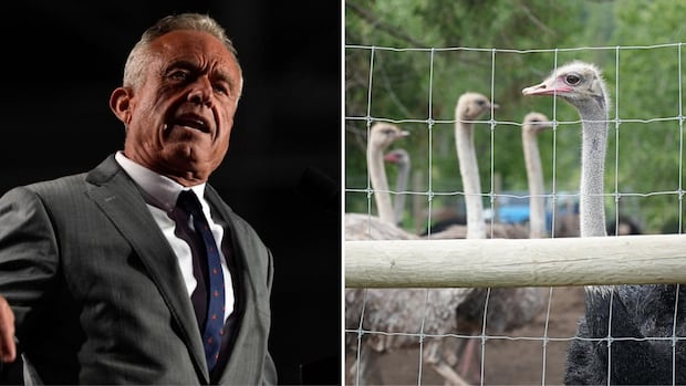 RFK Junior suggested Canadian Well being Officials to depart BC ostrich herd from extended family RFK Junior suggested Canadian Well being Officials to depart BC ostrich herd from extended family