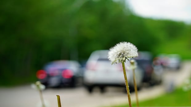 Seasonal hypersensitive reaction is deteriorating, however new medicine may give reduction