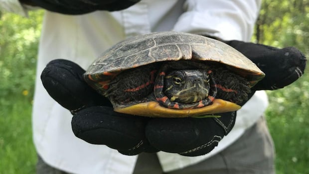 Turtle Taxi Provider needs to move the injured reptiles to the Volunteers for rehabilitation Turtle Taxi Provider needs to move the injured reptiles to the Volunteers for rehabilitation
