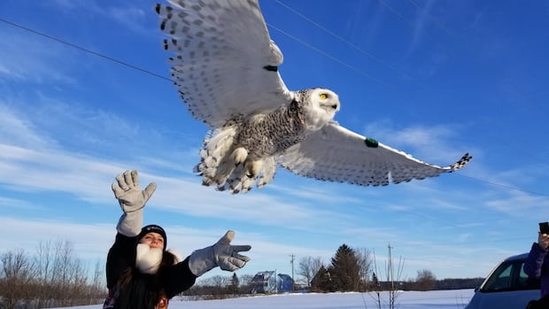 Sutle owls threatened by means of professional workforce – and people are principally accountable Sutle owls threatened by means of professional workforce – and people are principally accountable