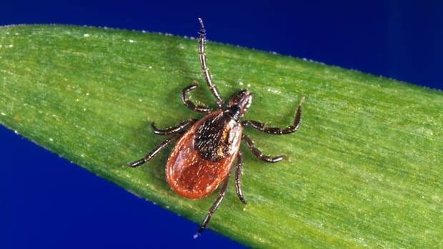 Lime illness continues to extend in Quebec and local weather alternate is in part defect Lime illness continues to extend in Quebec and local weather alternate is in part defect