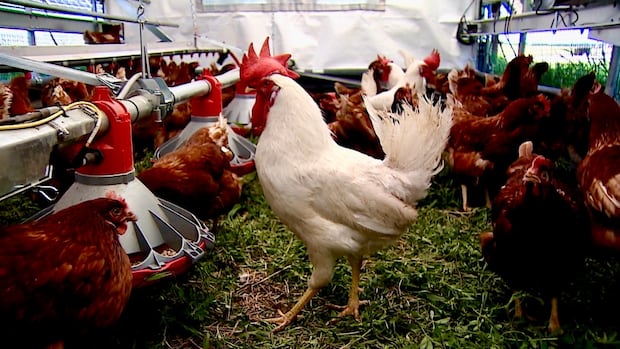 It’s changing into a high-tech passion farm in Alberta Sun Box Facet It’s changing into a high-tech passion farm in Alberta Sun Box Facet