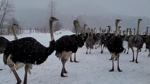 Court docket rejected the applying to forestall BC ostrich on avian flu Court docket rejected the applying to forestall BC ostrich on avian flu