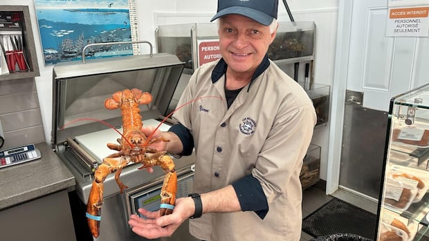 This orange lobster can’t see that uncommon – however it’s 1 in 30 million This orange lobster can’t see that uncommon – however it’s 1 in 30 million
