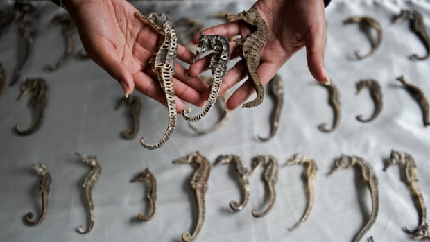 Millions of seirs of $ 29m illegally smuggle, get studies Millions of seirs of $ 29m illegally smuggle, get studies