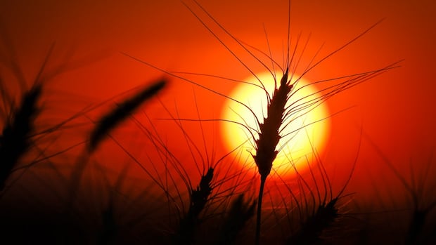 Adaptation of farmers for climate change means for the future of food