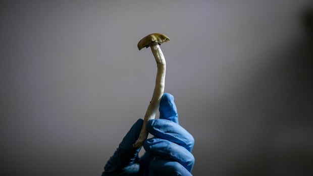 Federal Court Rules Health Canada’s decision to block experienced Psilocybin training was unfair Federal Court Rules Health Canada’s decision to block experienced Psilocybin training was unfair