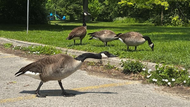 Laser, Kites and Trained Dogs: Cities and towns in northeast Ontario are working with problems Laser, Kites and Trained Dogs: Cities and towns in northeast Ontario are working with problems
