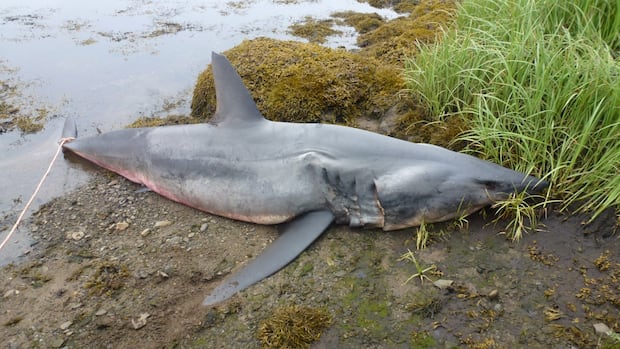 Remains of big shortfin Maco shark found in Eastern Nova Scotia