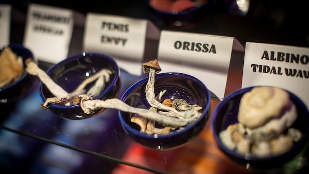 BC Man acquitted sexual harassment after blaming ‘Automatism’ on magic mushrooms BC Man acquitted sexual harassment after blaming ‘Automatism’ on magic mushrooms