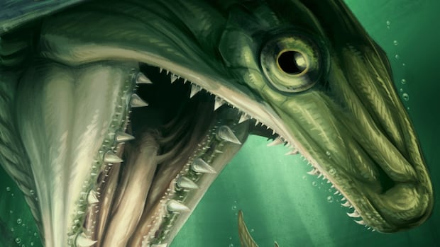 Researchers discovered ancient hunter, pointed fish that floats in the water of Nova Scotia