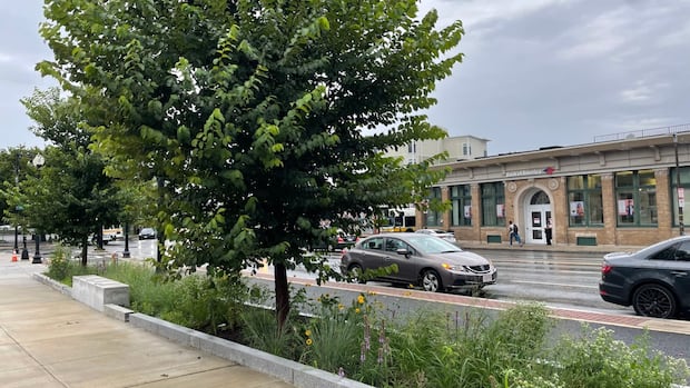 Boston ditches roadside grass | CBC News Boston ditches roadside grass | CBC News