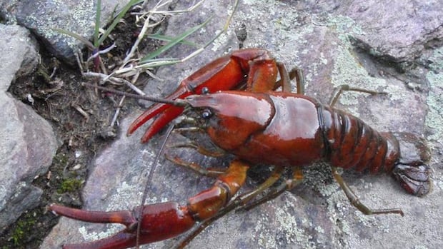 2 new species of Krefish identified in Pacific Northwest – and they are already at risk 2 new species of Krefish identified in Pacific Northwest – and they are already at risk