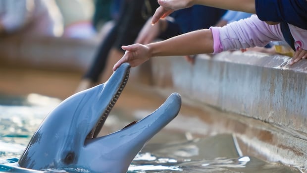 Real life Dr. Like dolils, scientists are using AI to decode animal communication Real life Dr. Like dolils, scientists are using AI to decode animal communication