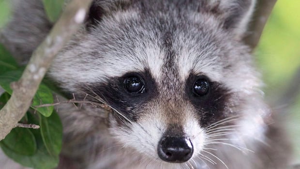 A week ago, his walls were attacked by Rackoon between a neighbor’s Reno. Now this Toronto woman says that she is fed up A week ago, his walls were attacked by Rackoon between a neighbor’s Reno. Now this Toronto woman says that she is fed up