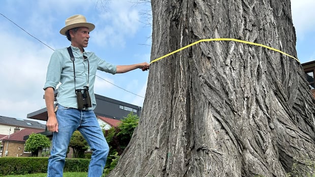 One of Toronto’s oldest Elm trees is on its last leg. Researcher copies are running to grow again One of Toronto’s oldest Elm trees is on its last leg. Researcher copies are running to grow again
