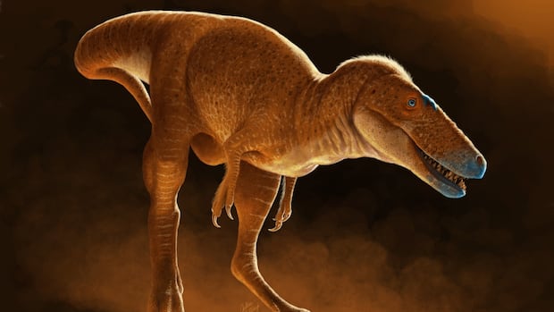 ‘The Missing Link’: New Early Tyranosor species discovered by Calgary researchers