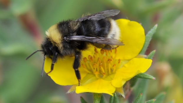 Tips for making your garden a pollinator haven Tips for making your garden a pollinator haven