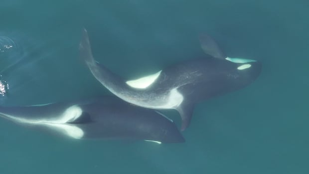 Orcas used KLP tools to bond from the groom and BC coast, showing the study Orcas used KLP tools to bond from the groom and BC coast, showing the study