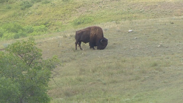 GPS year tag helps track the bison in Sansk. Buffalo Pound Provincial Park