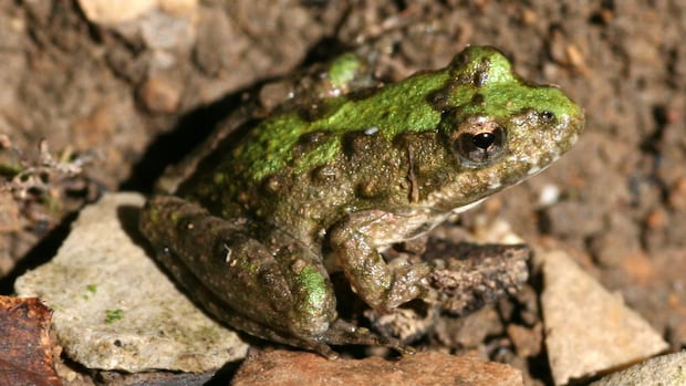 As this small frog disappears from Canada, conservationist warns that rapid tracking bills put more species at risk
