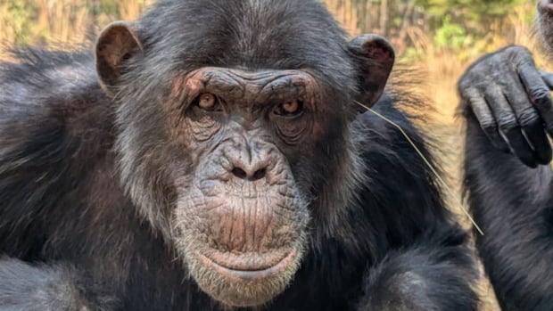 Chimps are grass and sticking in their butts, appears as a fashion trend Chimps are grass and sticking in their butts, appears as a fashion trend