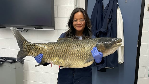 Goldfish, nets and electric streams: inside the cool war of Canada against invasive carp