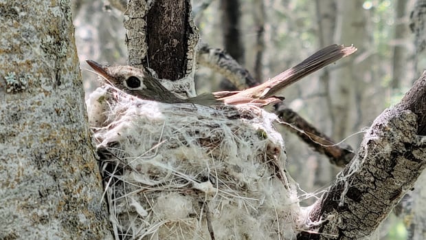 Early departure: Climate change is blamed as a small Alberta bird Early departure: Climate change is blamed as a small Alberta bird