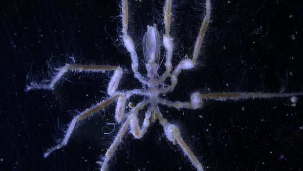 These sea spiders use bacteria on their body to convert methane into food These sea spiders use bacteria on their body to convert methane into food
