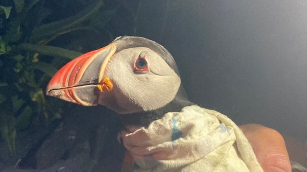 UNB researchers find a 33 -year -old puffin, who mark a known record age for a bird UNB researchers find a 33 -year -old puffin, who mark a known record age for a bird