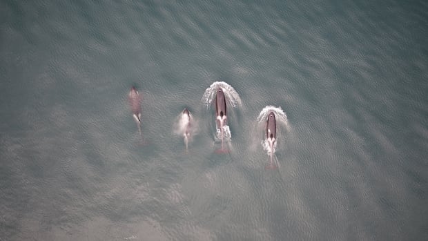 Orcas may be trying to learn that ‘who are we’ when they share hunting with humans, the study shows