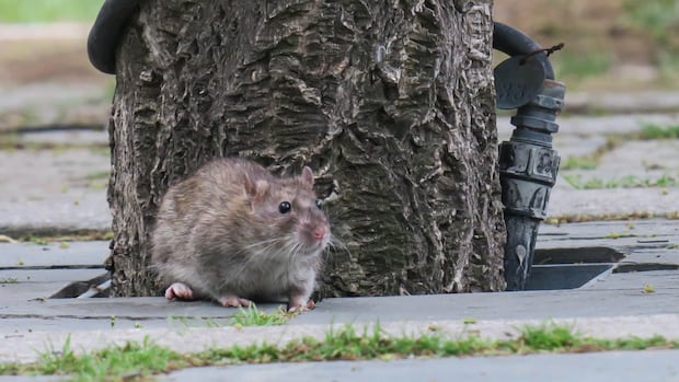 Mice, beware: Toronto outlines a new plan to attack its growing rodent problem Mice, beware: Toronto outlines a new plan to attack its growing rodent problem